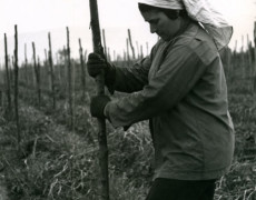 Agricultor-oris, Marigliano (Na)-1977 (Davide e Rescigno)